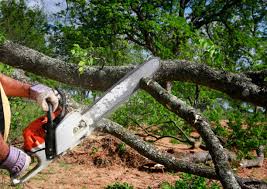 Best Tree Disease Treatment  in Belford, NJ