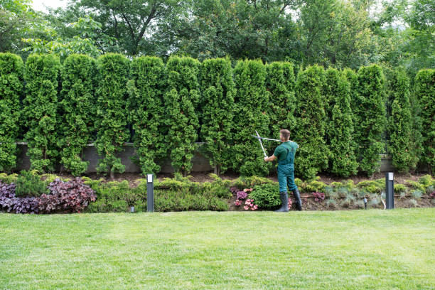 Best Storm Damage Tree Cleanup  in Belford, NJ