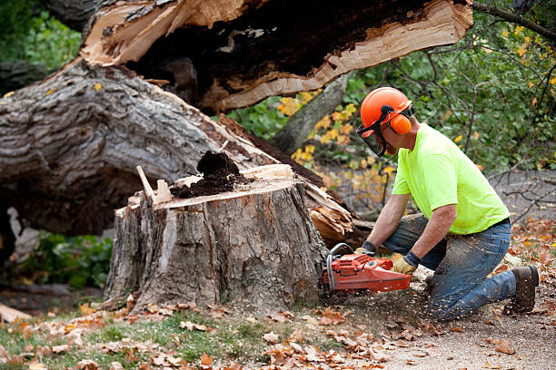 Best Firewood Processing and Delivery  in Belford, NJ